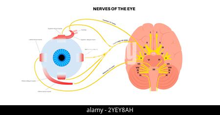 Illustration der motorischen Nerven des Auges einschließlich der Abducens-, Trochlear- und Okulomotoriennerven im menschlichen Gehirn. Diese Nerven innervieren motorische, sensorische und autonome Strukturen in den Augen. Stockfoto