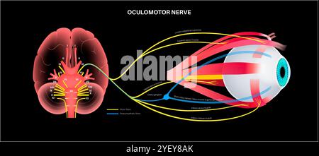 Darstellung der Anatomie des Okulomotorischen Nervus im menschlichen Gehirn. Der Nervus oculomotorius teilt sich im vorderen Teil des Sinus cavernosus in Superior und inferior. Stockfoto