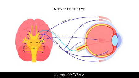 Illustration der motorischen Nerven des Auges einschließlich der Abducens-, Trochlear- und Okulomotoriennerven im menschlichen Gehirn. Diese Nerven innervieren motorische, sensorische und autonome Strukturen in den Augen. Stockfoto