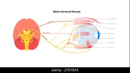 Illustration der motorischen Nerven des Auges einschließlich der Abducens-, Trochlear- und Okulomotoriennerven im menschlichen Gehirn. Diese Nerven innervieren motorische, sensorische und autonome Strukturen in den Augen. Stockfoto