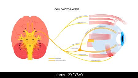 Darstellung der Anatomie des Okulomotorischen Nervus im menschlichen Gehirn. Der Nervus oculomotorius teilt sich im vorderen Teil des Sinus cavernosus in Superior und inferior. Stockfoto