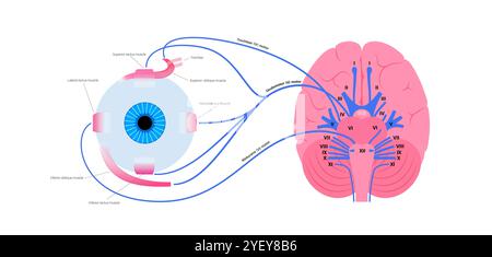 Illustration der motorischen Nerven des Auges einschließlich der Abducens-, Trochlear- und Okulomotoriennerven im menschlichen Gehirn. Diese Nerven innervieren motorische, sensorische und autonome Strukturen in den Augen. Stockfoto