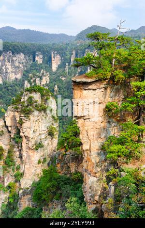 Fantastische Aussicht auf Bäume, die auf Felsen wachsen, Avatar Mountains Stockfoto