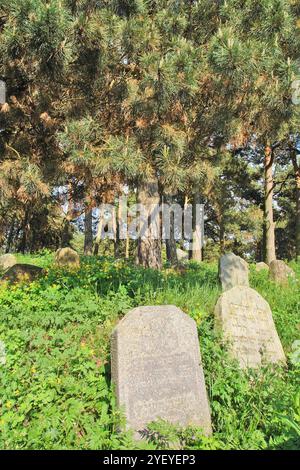 Verlassener jüdischer Friedhof in der belarussischen Stadt Rakov, Weißrussland Stockfoto