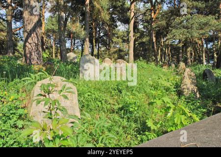 Verlassener jüdischer Friedhof in der belarussischen Stadt Rakov, Weißrussland Stockfoto