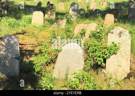 Verlassener jüdischer Friedhof in der belarussischen Stadt Rakov, Weißrussland Stockfoto