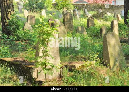 Verlassener jüdischer Friedhof in der belarussischen Stadt Rakov, Weißrussland Stockfoto