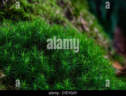 Nahaufnahme von üppigem, grünem Moos auf einem Waldboden mit feinen Texturen und satten Details. Die weichen, stacheligen Blätter erzeugen ein dichtes, teppichähnliches Aussehen Stockfoto