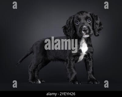 Niedlicher englischer Cocker Spaniel Hündchen, seitlich stehend. Blick neben die Kamera. Isoliert auf schwarzem Hintergrund. Stockfoto