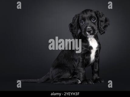 Süßer englischer Cocker Spaniel Hündchen, der seitlich sitzt. Blick direkt auf die Kamera. Isoliert auf schwarzem Hintergrund. Stockfoto