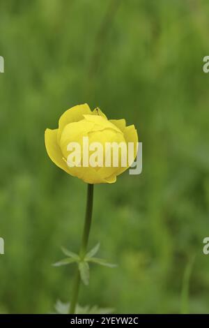 Europäische Trollblume (Trollius europaeus), gelbe Blüte auf einer Feuchtwiese, Wilnsdorf, Nordrhein-Westfalen, Deutschland, Europa Stockfoto