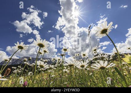 Bergblumenwiese, Alpenblumen, Blumenwiese, Gänseblümchen, Sonnenstrahlen, Hintergrundbeleuchtung, Sonne, Sommer, Buckelwiesen, Mittenwald, Bayern, Deutschland, Eur Stockfoto