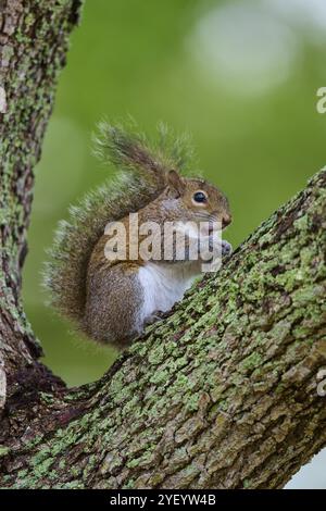 Amerikanisches graues Eichhörnchen (Sciurus carolinensis), das auf einem Blattzweig auf einem Baum sitzt, umgeben von Natur, Pembroke Pines, Florida, USA, Nordamerika Stockfoto