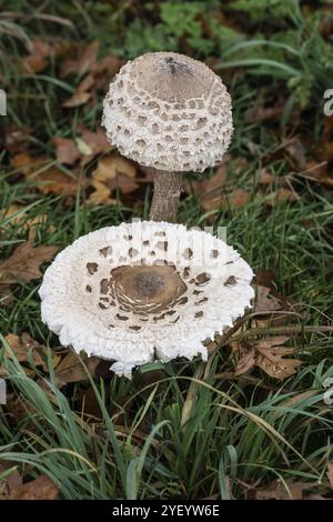 Großer Regenschirmpilz, Sonnenschirm (Macrolepiota procera), Emsland, Niedersachsen, Deutschland, Europa Stockfoto