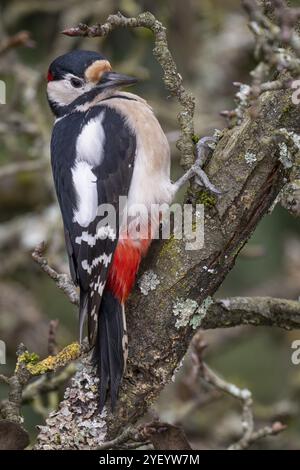 Aufmerksamer Großspecht (Dendrocopos Major) auf einem alten Birnenbaum mit moosbedeckten Ästen, Baden-Württemberg, Deutschland, Europa Stockfoto