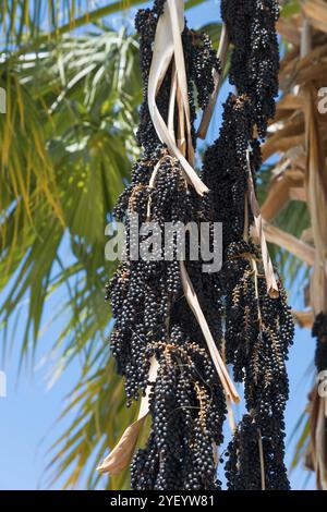 Nahaufnahme von Palmenbeeren vor sonnigem, exotischem Hintergrund, Acai-Palme (Euterpe oleracea), Kohl-Palme, Methana, Methana-Halbinsel, Argolis, Pelo Stockfoto