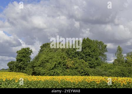 Blick auf ein Sonnenblumenfeld, Sonnenblume (Helianthus annuus) in Blüte, blauer bewölkter Himmel, Nordrhein-Westfalen, Deutschland, Europa Stockfoto