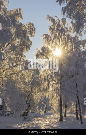 Sonnenstrahlen strahlen strahlen durch die Äste in einem Wald mit Frost und Schnee in einer wunderschönen Winterlandschaft Stockfoto