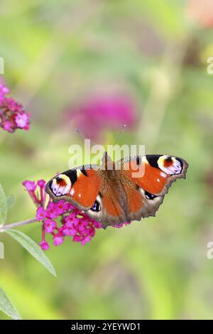 Pfauenfalter (Inachis io) saugt Nektar an Schmetterlingsstrauch (Buddleja davidii), in einer natürlichen Umgebung in freier Wildbahn, Nahaufnahme, Tierwelt, Insekten Stockfoto