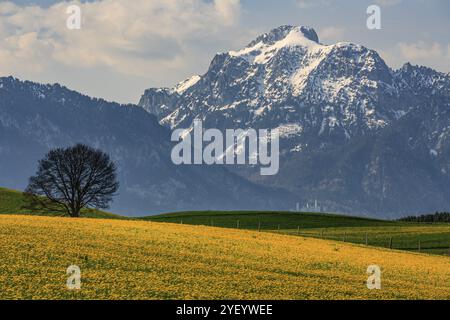 Löwenzahn, Wiese, Baum, schneebedeckte Berge, sonnig, Frühling, Schloss Neuschwanstein, Saeuling, Ammergebirge, bei Füssen, Bayern, Deutschland, Europa Stockfoto