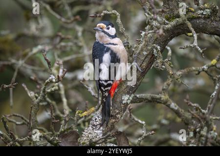 Großspecht (Dendrocopos Major) auf einem alten Birnenbaum mit moosbedeckten Ästen, Baden-Württemberg, Deutschland, Europa Stockfoto