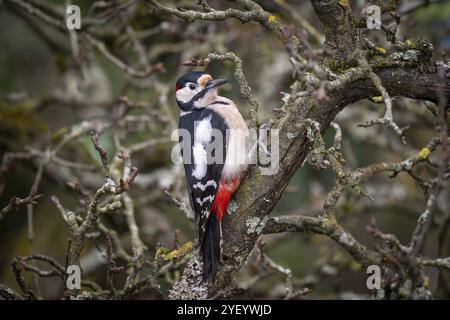 Aufmerksamer Großspecht (Dendrocopos Major) auf einem alten Birnenbaum mit moosbedeckten Ästen, Baden-Württemberg, Deutschland, Europa Stockfoto