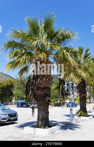 Eine Palme wächst am Straßenrand unter einem klaren blauen Himmel, umgeben von Autos und mediterranem Ambiente, Acai Palme (Euterpe oleracea), Kohl Palme, M Stockfoto