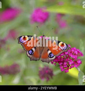 Pfauenfalter (Inachis io) saugt Nektar an Schmetterlingsstrauch (Buddleja davidii), in einer natürlichen Umgebung in freier Wildbahn, Nahaufnahme, Tierwelt, Insekten Stockfoto