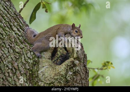 Amerikanisches graues Eichhörnchen (Sciurus carolinensis), das auf einem knorrigen Vorsprung eines Baumes liegt, in einer grünen Umgebung, Pembroke Pines, Florida, USA, Norden Stockfoto