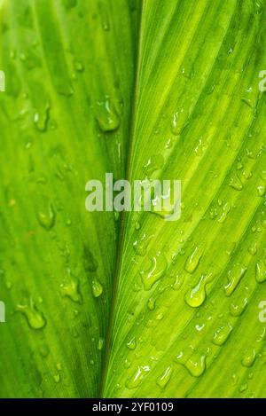 Kurkuma Blatt Nahaufnahme ( Curcuma longa ) - Kampala Uganda Stockfoto