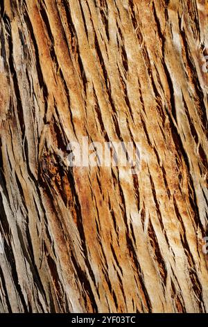 Australische Rindenstrukturen von Bäumen Stockfoto