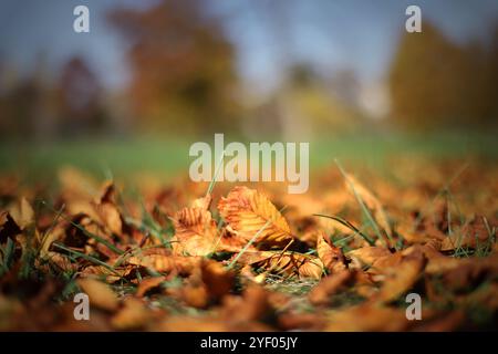 Herbstlaub auf dem Rasen Stockfoto