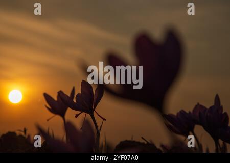 Während der Safranerntezeit in Pampore, einem Gebiet am Stadtrand von Srinagar, untergeht die Sonne über blühenden Safranblüten auf einem Feld. Der Safran ist ein Gewürz aus der Blüte des Crocus sativus und wird einmal im Jahr vom 21. Oktober bis Mitte November geerntet. Der weltweit teuerste Gewürz-Kaschmirsafran, oft auch als „Red Gold“ bezeichnet, der für mehr als 10.000 US-Dollar pro Kilogramm verkauft wird, gilt aufgrund seiner überlegenen Qualität und seines ausgeprägten Geschmacks und Aromas als eine der besten Sorten. Es wurde mit der traditionellen kaschmirischen Küche in Verbindung gebracht und repräsentiert das reiche kulturelle Erbe von Stockfoto