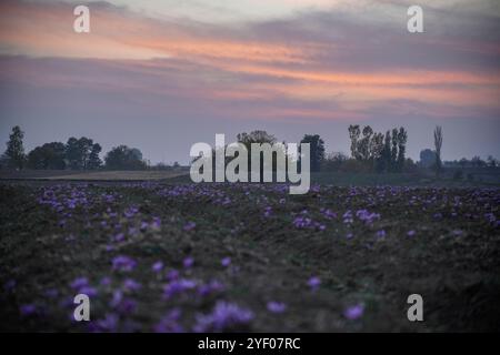 Während der Safranerntezeit in Pampore, einem Gebiet am Stadtrand von Srinagar, untergeht die Sonne über blühenden Safranblüten auf einem Feld. Der Safran ist ein Gewürz aus der Blüte des Crocus sativus und wird einmal im Jahr vom 21. Oktober bis Mitte November geerntet. Der weltweit teuerste Gewürz-Kaschmirsafran, oft auch als „Red Gold“ bezeichnet, der für mehr als 10.000 US-Dollar pro Kilogramm verkauft wird, gilt aufgrund seiner überlegenen Qualität und seines ausgeprägten Geschmacks und Aromas als eine der besten Sorten. Es wurde mit der traditionellen kaschmirischen Küche in Verbindung gebracht und repräsentiert das reiche kulturelle Erbe von Stockfoto