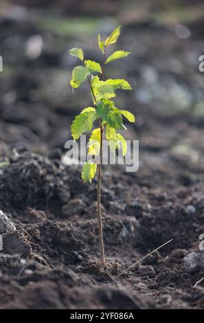 Elend, Deutschland. November 2024. Freiwillige arbeiten in einem Waldgebiet im Oberharz. Seit 2023 organisiert Gastronomie Rader Baumpflanzungen, um einen Beitrag zum Waldschutz im Harz zu leisten. Für die Aufforstung nutzt er fünf Euro aus jeder Nacht in seinen Hotels, um Laubbäume für den Harzer Zukunftswald bei den von ihm organisierten Pflanzenveranstaltungen zu Pflanzen. Quelle: Matthias Bein/dpa/Alamy Live News Stockfoto