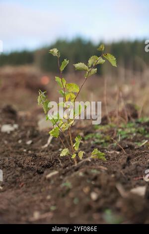 Elend, Deutschland. November 2024. Freiwillige arbeiten in einem Waldgebiet im Oberharz. Seit 2023 organisiert Gastronomie Rader Baumpflanzungen, um einen Beitrag zum Waldschutz im Harz zu leisten. Für die Aufforstung nutzt er fünf Euro aus jeder Nacht in seinen Hotels, um Laubbäume für den Harzer Zukunftswald bei den von ihm organisierten Pflanzenveranstaltungen zu Pflanzen. Quelle: Matthias Bein/dpa/Alamy Live News Stockfoto