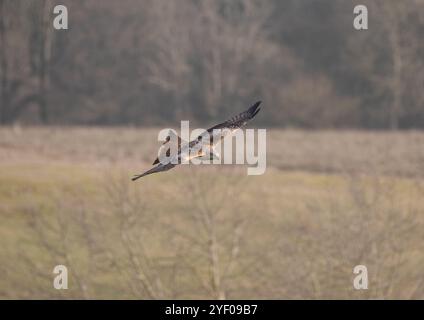 Ein spektakulärer Roter Drachen ( Milvus milvus ) in Aktion . Gefangen im Flug, schweben Sie über die wunderschöne Landschaft von Suffolk. UK Stockfoto