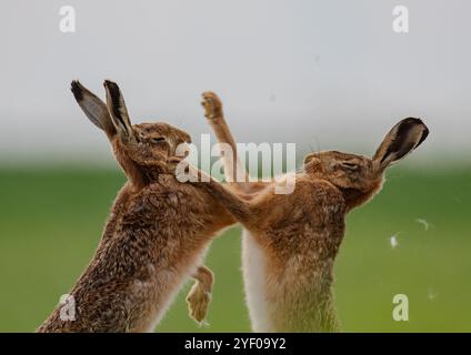 Boxhasen - Fisticuffs. Nahaufnahme eines männlichen und weiblichen Braunen Hasen (Lepus europaeus), die sich gegenseitig schlagen und körperlich werden. Suffolk UK Stockfoto