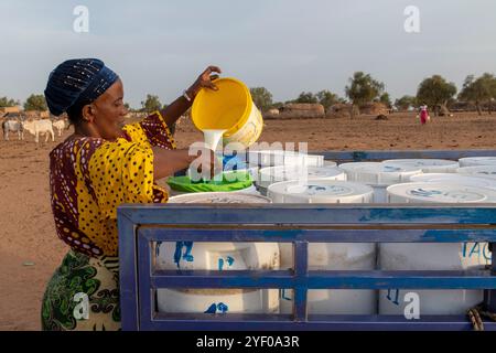 Milchabholung durch die Genossenschaft La Laiterie du Berger im nördlichen Senegal. Stockfoto