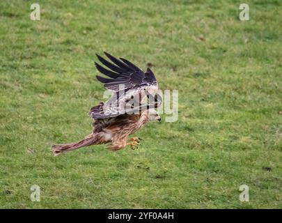 Ein Red Kite (Milvus milvus) in Aktion, Krallen und Flügel ausgestreckt, die seine Federdetails zeigen. Bereit, etwas zu essen. Suffolk, Großbritannien Stockfoto