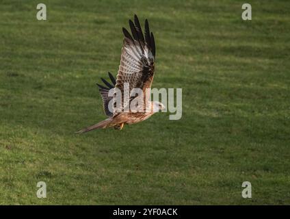 Ein spektakulärer Roter Drachen ( Milvus milvus ) in Aktion . Gefangen im Flug, über eine Wiese in Suffolk, Großbritannien Stockfoto