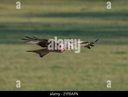 Ein spektakulärer Roter Drachen ( Milvus milvus ) in Aktion . Gefangen im Flug, über eine Wiese in Suffolk, Großbritannien Stockfoto