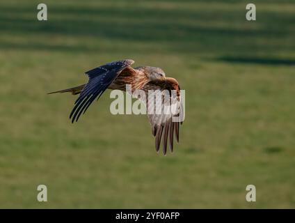 Ein spektakulärer Roter Drachen ( Milvus milvus ) in Aktion . Gefangen im Flug, über eine Wiese in Suffolk, Großbritannien Stockfoto