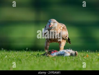 Eine Nahaufnahme eines atemberaubenden Roten Drachen (Milvus Milvus) landete in einem Fahrerlager und zerriss ein Kaninchen grausam zum Essen in Stücke. Suffolk, Großbritannien Stockfoto