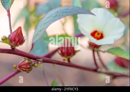 Hibiscus sabdariffa oder Roselle wird als Lebensmittel in einem Essgarten verwendet. Stockfoto