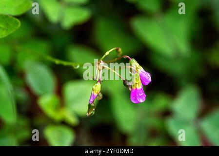 Laubblättriger ( Oxalis latifolia) - Uganda Stockfoto