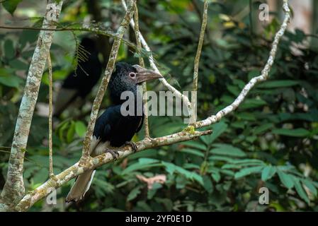 Schwarz-weiß geschwungener Nashornvogel an der Royal Mile, Budongo Forest, Uganda. Stockfoto