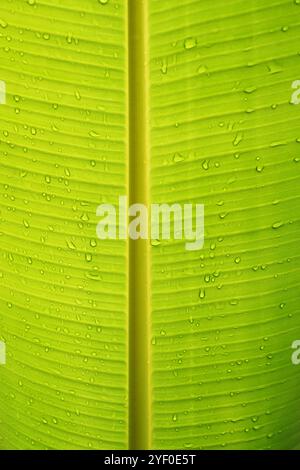 Banane Blatt detail Stockfoto