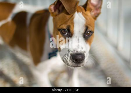 Niedlicher brauner und weißer Pitbull-Mix-Hund mit schlampigen Ohren, der schüchtern aussieht. Selektiver Fokus. Stockfoto