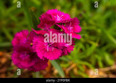 Japanische rosa Blume ( Dianthus chinensis ) Kampala Uganda Stockfoto